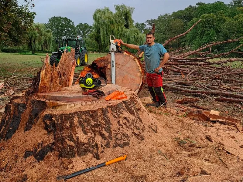 Réduction de houppier et intervention en hauteur par Julien Biron, arboriste grimpeur Arbo'Ju